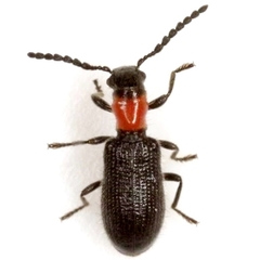 Cymatoderella collaris