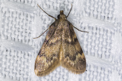 Aglossa cacamica