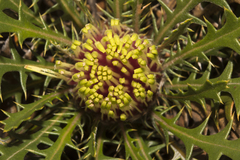 Banksia armata