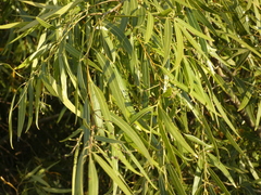 Nectandra angustifolia