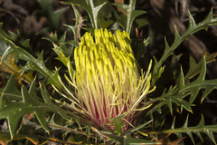 Banksia armata