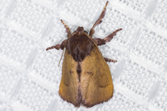 Monoleuca occidentalis