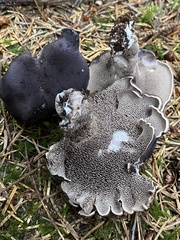 Hydnellum fuscoindicum