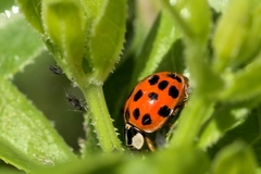 Harmonia axyridis