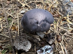 Hydnellum fuscoindicum