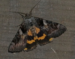 Catocala badia coelebs