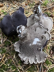 Hydnellum fuscoindicum