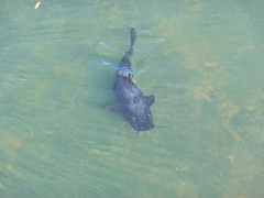 Steindachneridion melanodermatum