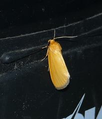 Eulithosia composita