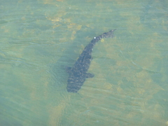 Steindachneridion melanodermatum