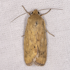 Heliocheilus paradoxus