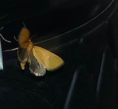 Eulithosia composita