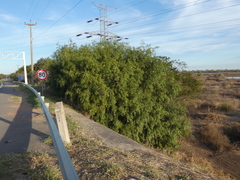 Nectandra angustifolia