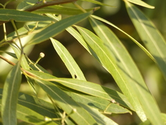 Nectandra angustifolia