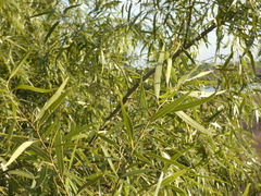 Nectandra angustifolia