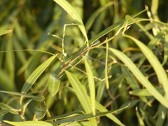 Nectandra angustifolia