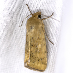 Heliocheilus paradoxus