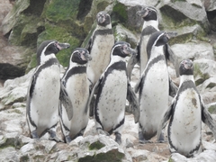 Spheniscus humboldti