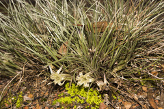 Conostylis androstemma