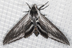 Sphinx perelegans