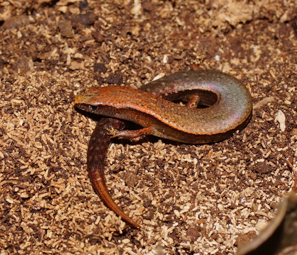 Beech Skink