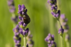 Chrysolina americana