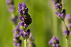 Chrysolina americana