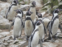 Spheniscus humboldti
