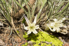 Conostylis androstemma