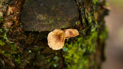 Moniliophthora