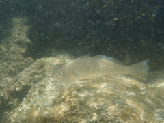 Umbrina coroides