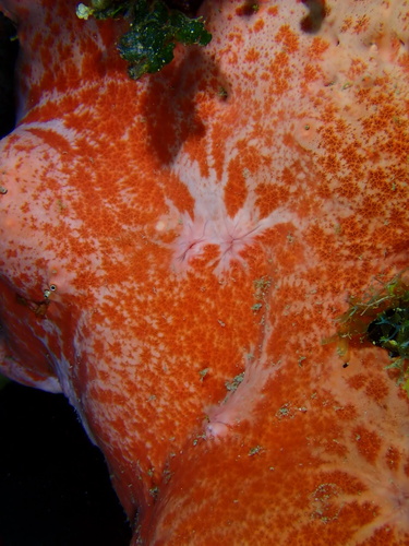 Pink & Red Encrusting Sponge