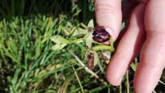 Ophrys sphegodes atrata