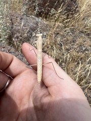 Mantis religiosa