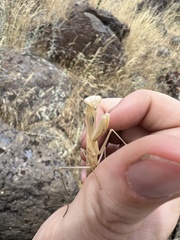 Mantis religiosa