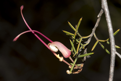 Grevillea asparagoides
