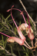 Grevillea asparagoides