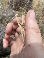 Mantis religiosa