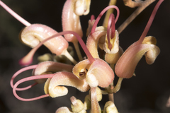 Grevillea asparagoides
