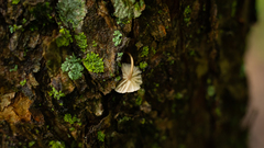 Moniliophthora