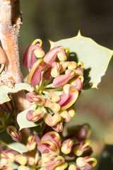 Hakea pritzelii