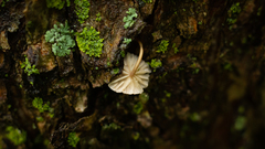 Moniliophthora