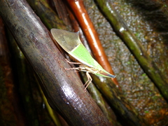 Odontoptera spectabilis