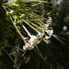 Clerodendrum longiflorum glabrum