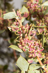 Hakea pritzelii