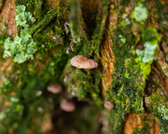 Moniliophthora