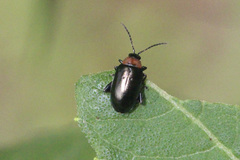 Disonycha xanthomelas