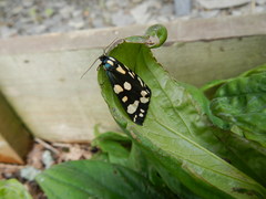 Callimorpha dominula