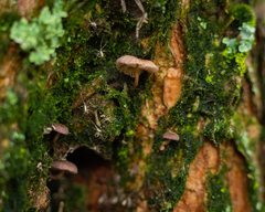 Moniliophthora