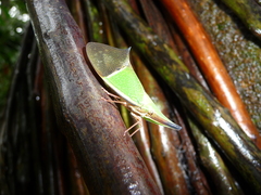 Odontoptera spectabilis